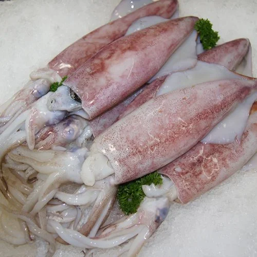 കണവ (Squid)